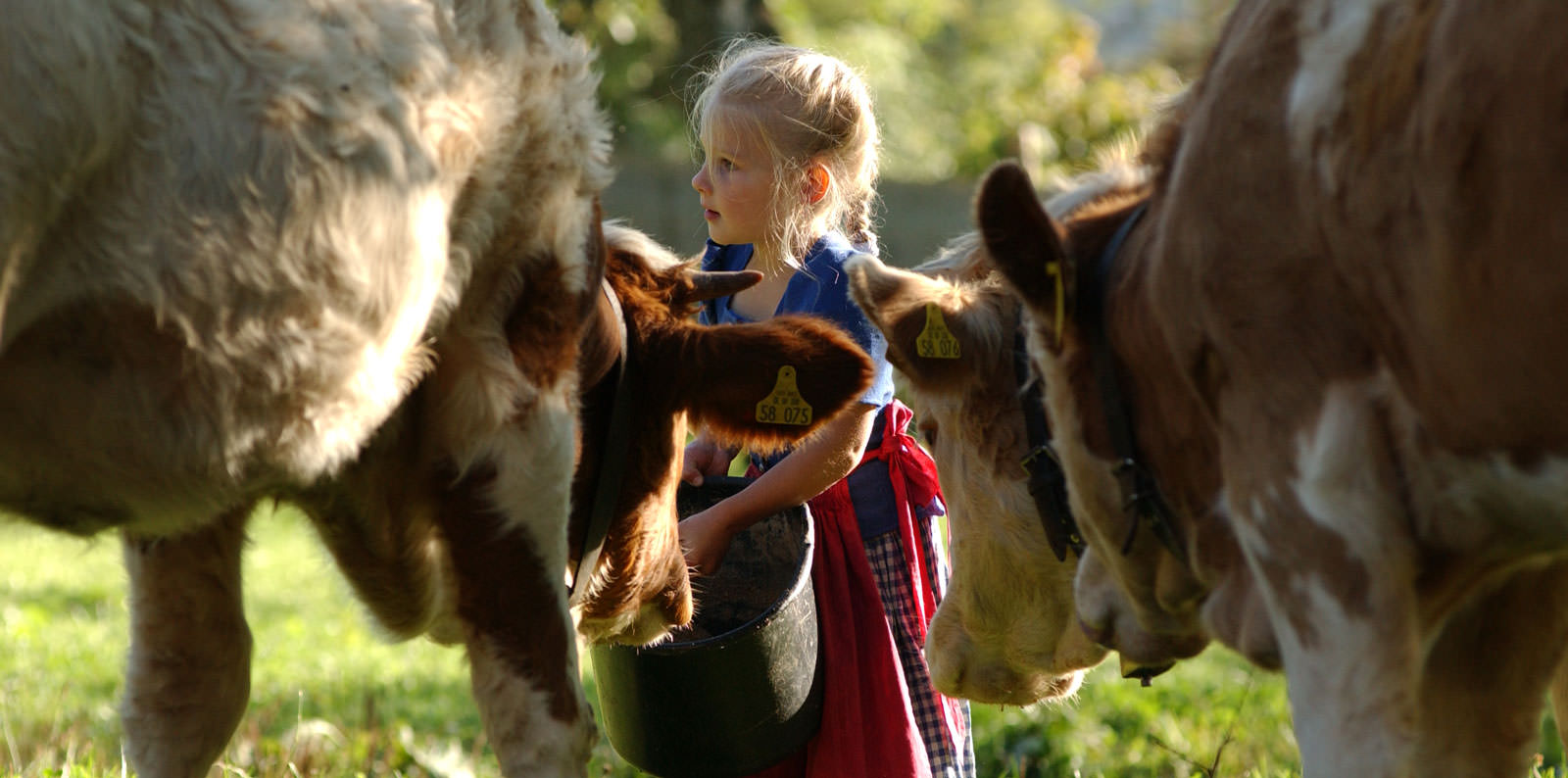 Ein kleines Mädchen in Tracht füttert Kühe