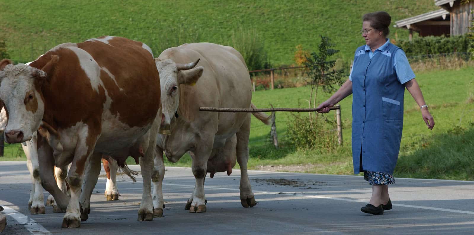 Einige Kühe werden entlang einer Straße getrieben