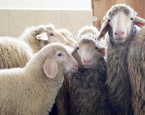 Eine Gruppe von Schafen im Stall