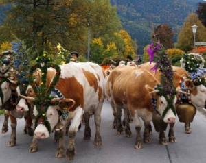 Geschmückte Kühe beim Almabtrieb auf einer Straße