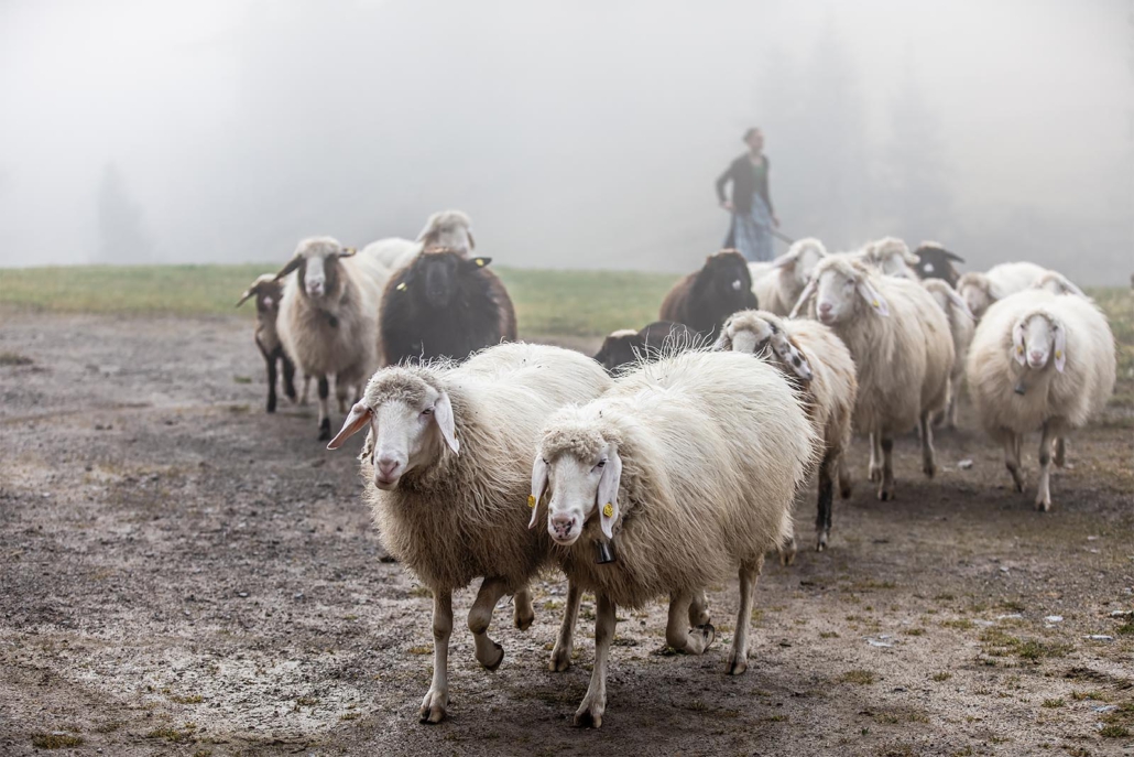 Schafsherde im Nebel
