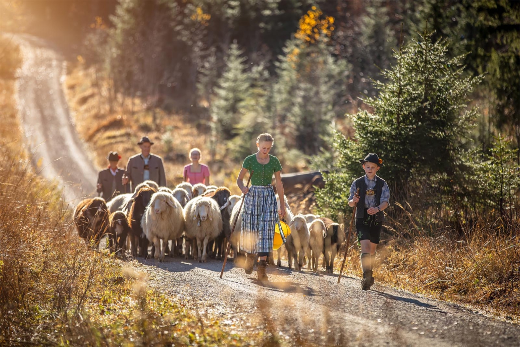 Schafabtrieb entlang eines Kieswegs