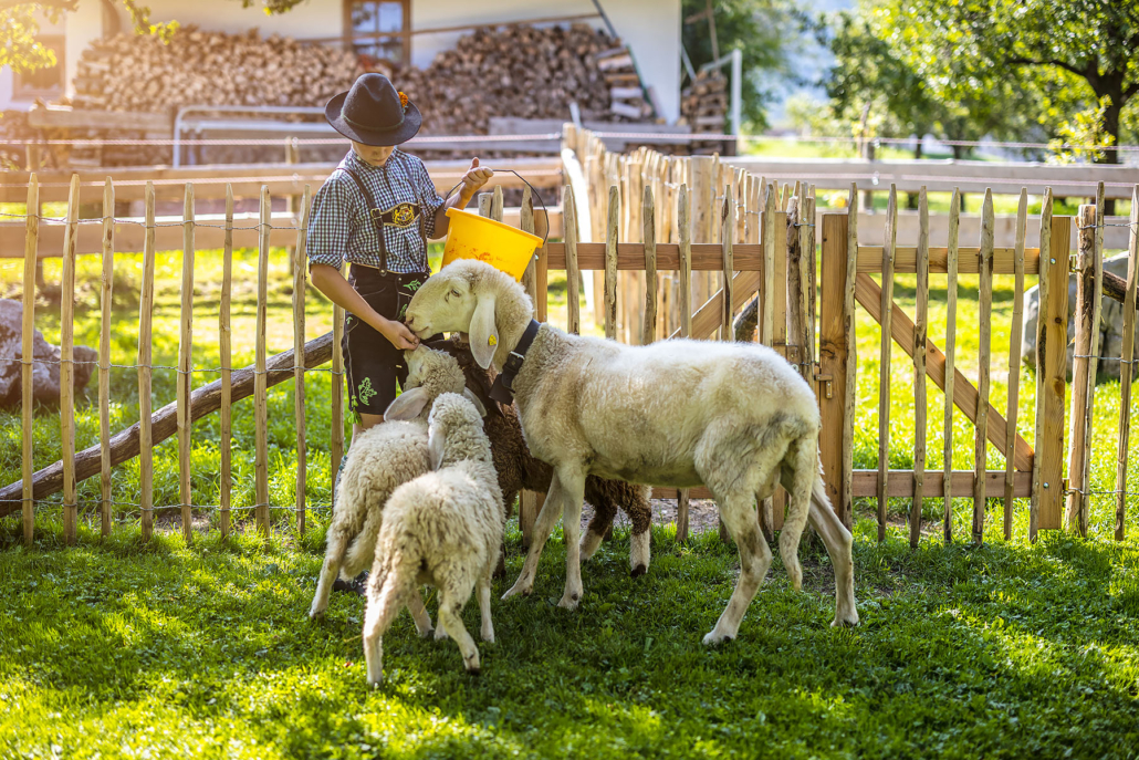 Junge in Tracht füttert Schafe